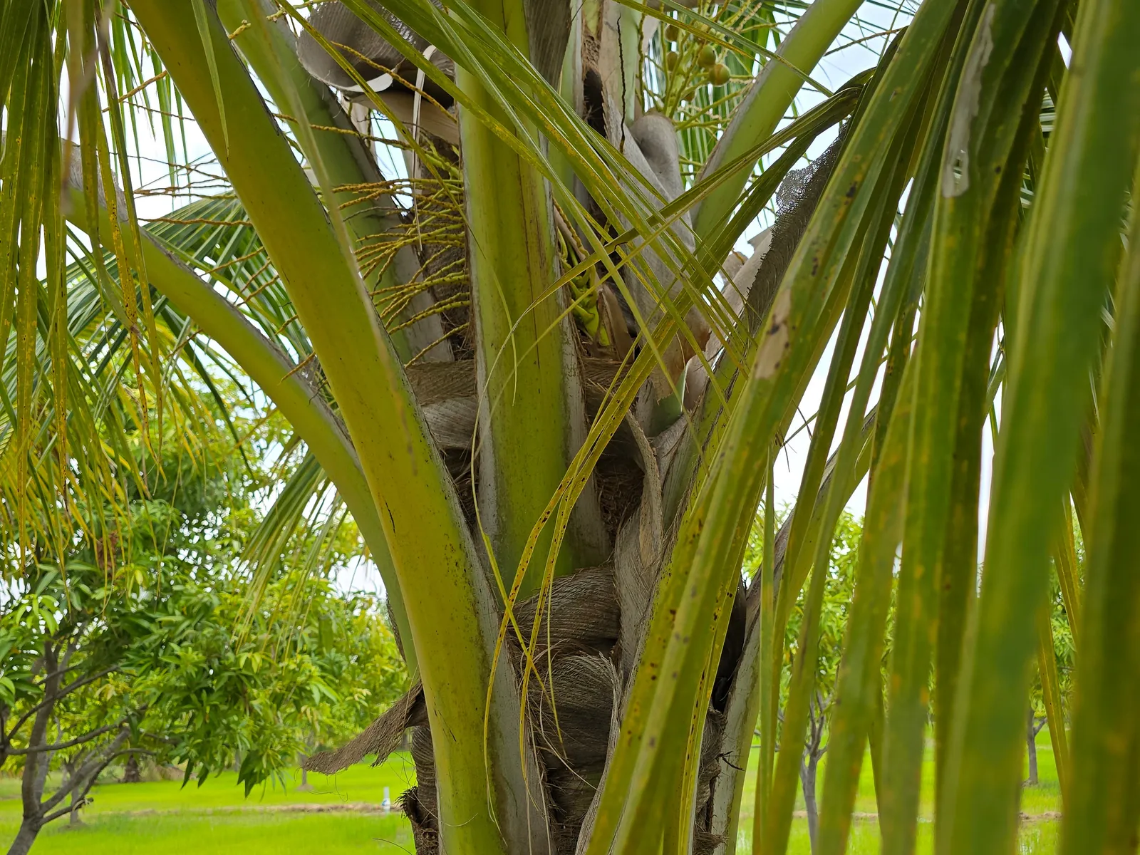 Coconut for Sale