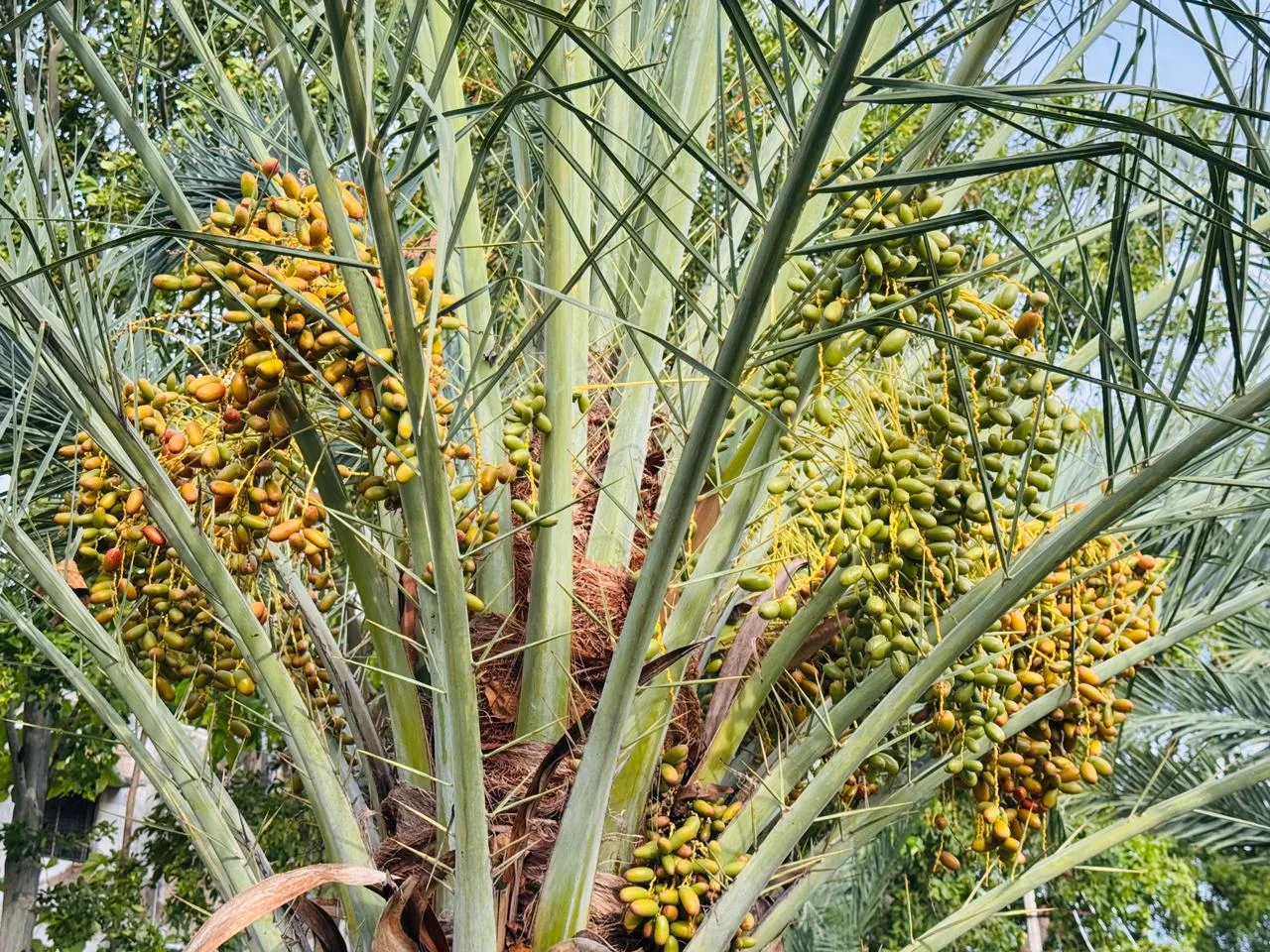 Dates for Sale
